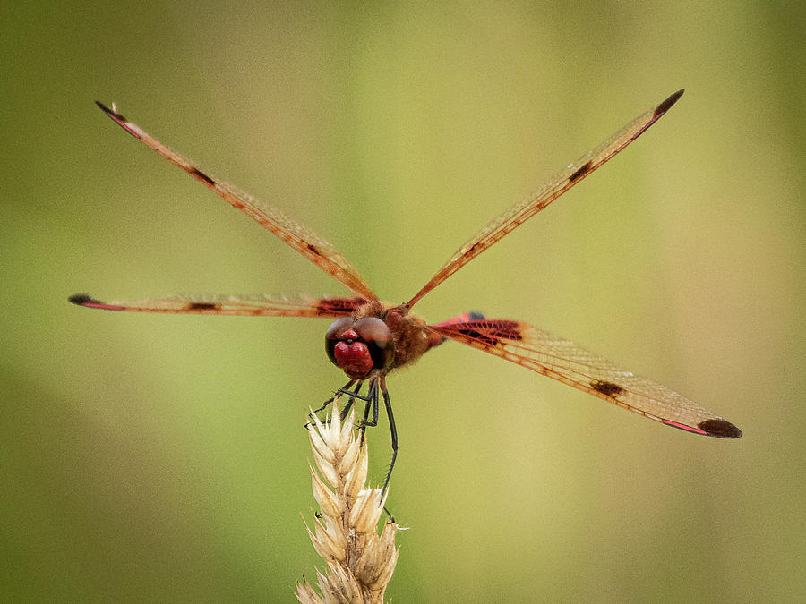 Red Dragonfly Photograph by David Morehead