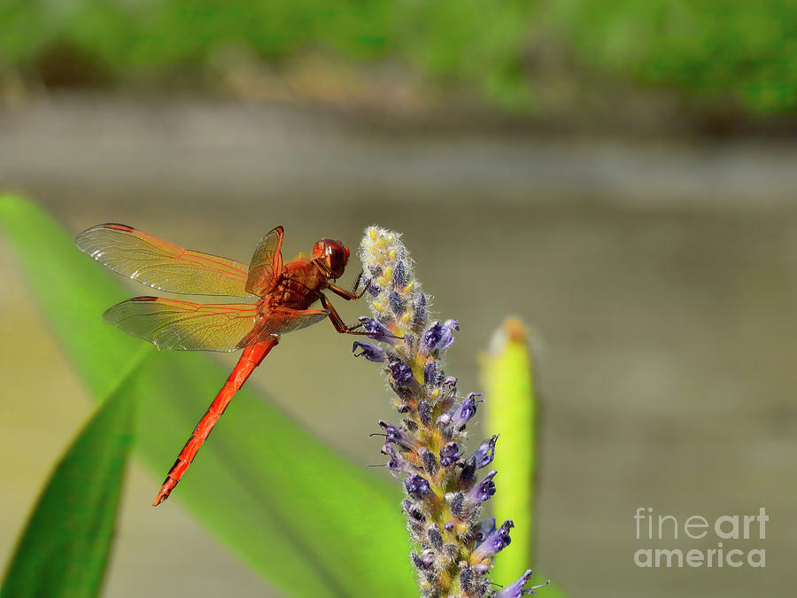 Red Dragonfly for Luck Photograph by Scott Cameron