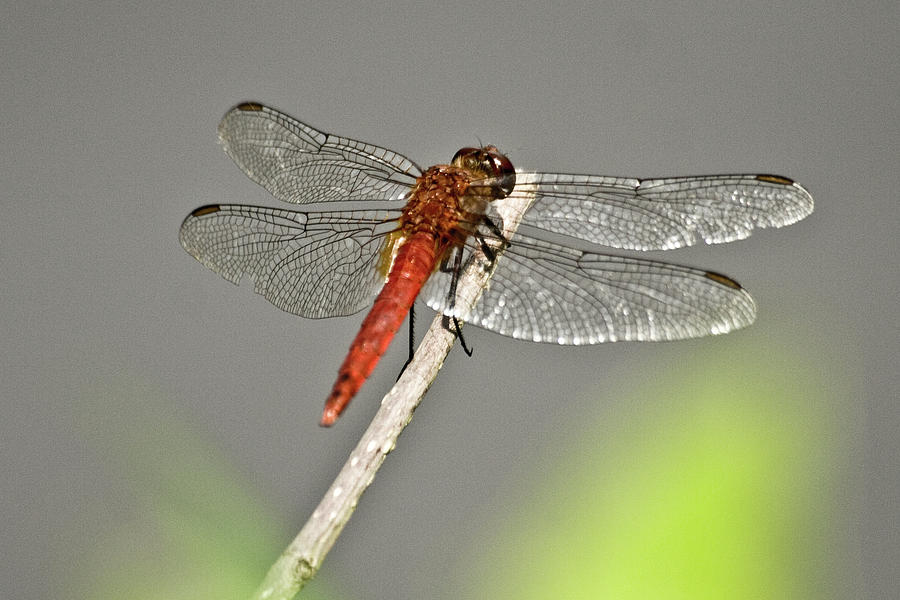 Red Dragonfly Photograph