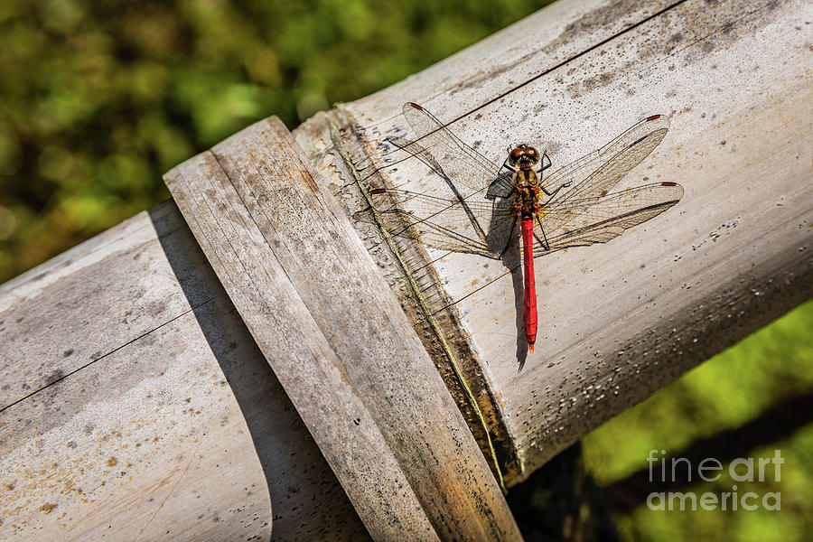 Red dragonfly Photograph by Lyl Dil Creations