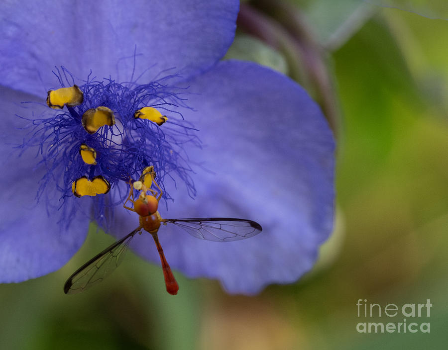 Red Dragonfly on a Purple Spiderwort Photograph by L Bosco