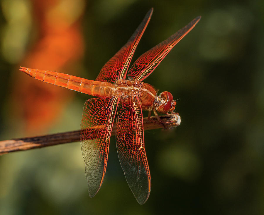 Red Dragonfly on Branch Photograph by Jean Noren