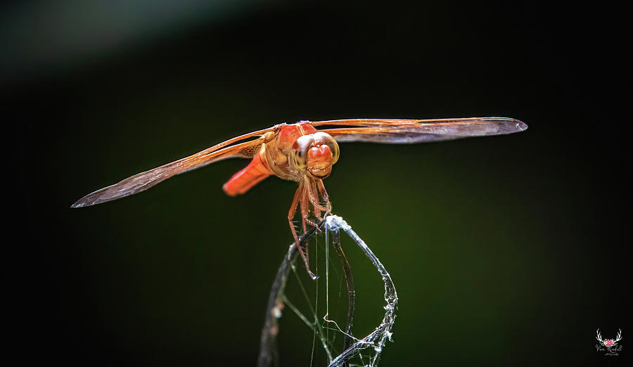 Red Dragonfly Photograph by Pam Rendall