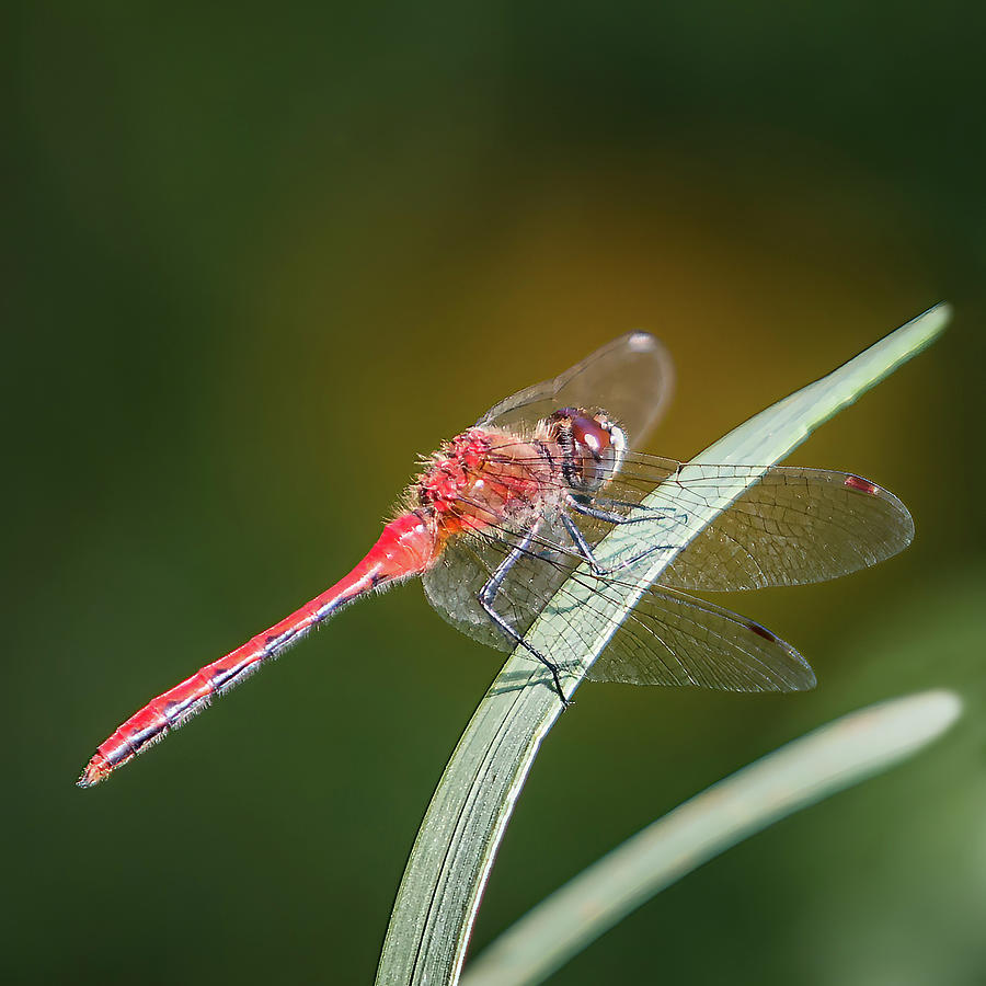 Nature Photograph - Red Dragonfly by Patti Deters