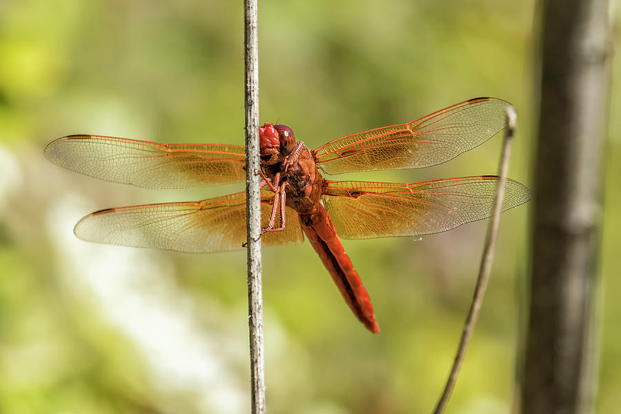 Red Dragonfly Smiling for the Camera Photograph by Belinda Greb