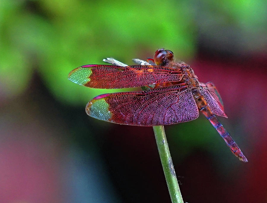 Red Dragonfly Stopped in its Tracks Photograph by Matthew Bamberg