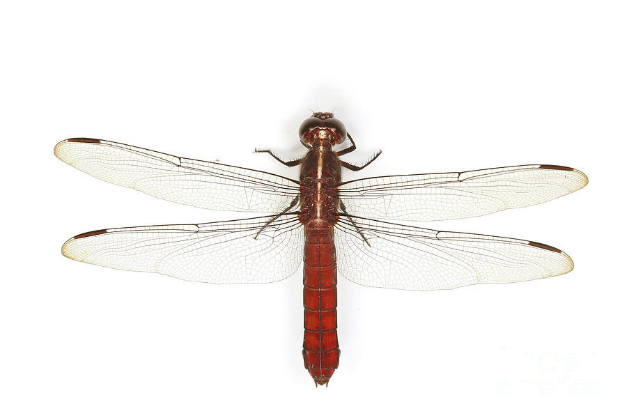 Red Dragonfly Photograph by Warren Photographic