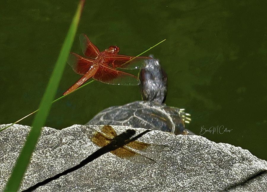Red Dragonfly with Mr. Turtle Photograph by Beverly M Collins