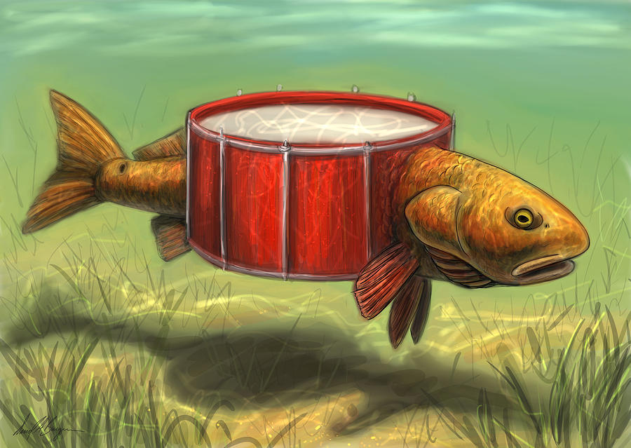 Fish Digital Art - Red Drum by David Burgess