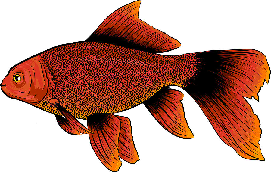 Red Drum Fish Svg - 1383+ Popular SVG File - The Best Sites to Download ...