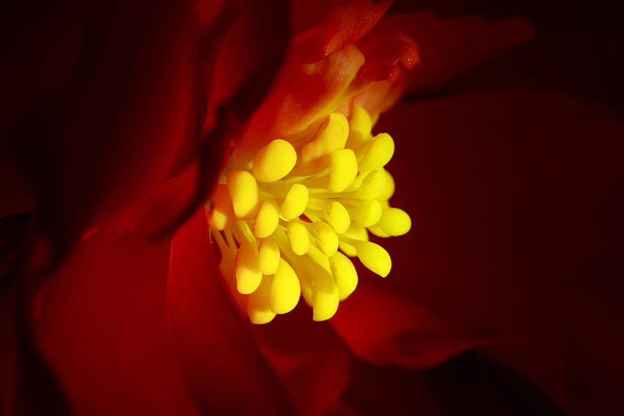 Red Dwarf Begonia Photograph