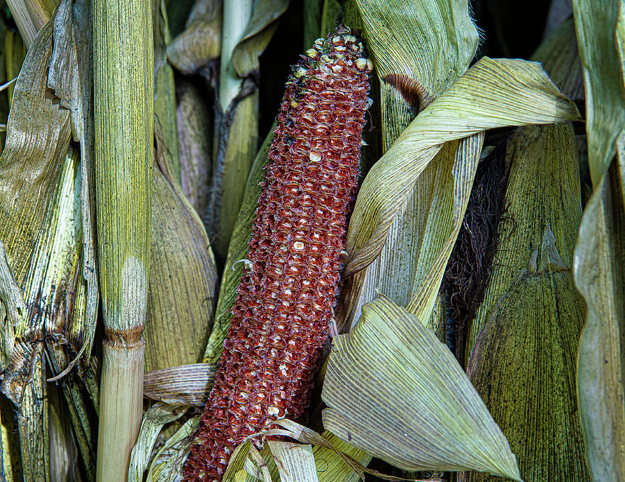 Red Ear of Corn Photograph by David Morehead