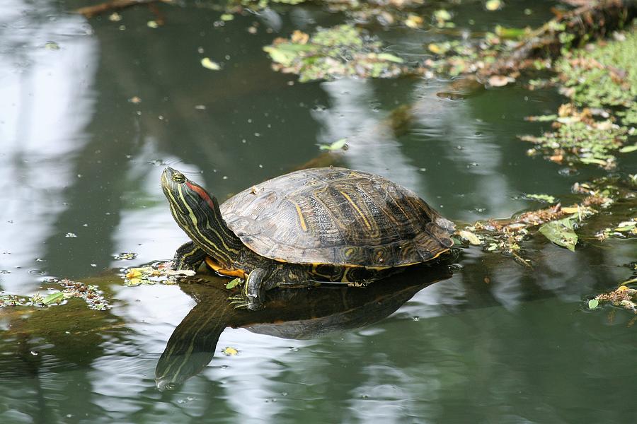 Red ear slider Photograph by Roger Look