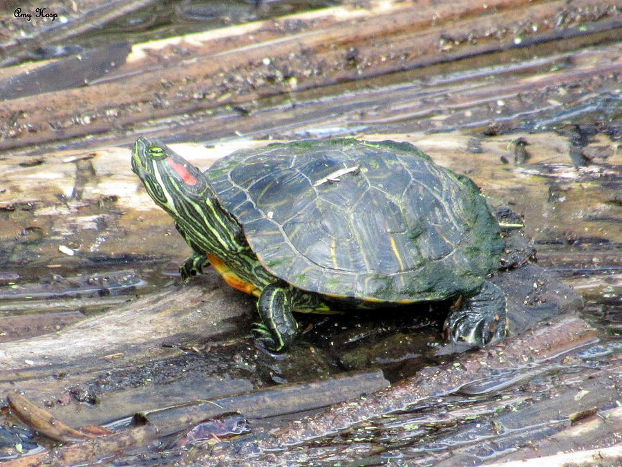 Red Eared slider Photograph by Amy Hosp - Fine Art America