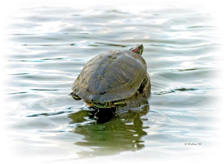 Red-Eared Slider Photograph by Brian Wallace