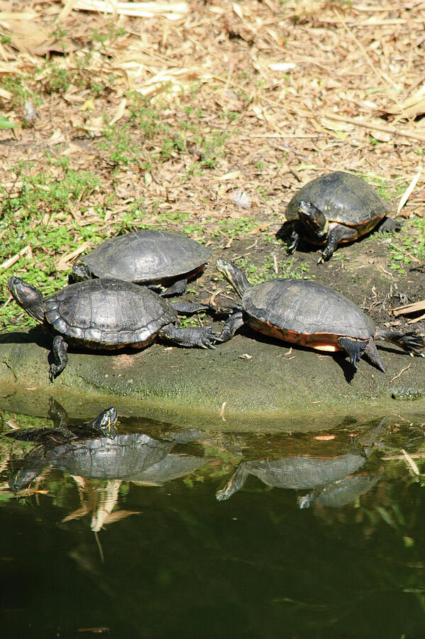 Red-eared Slider Group Photograph by Thierry Lach Red-eared Slider Group Photograph by Thierry Lach