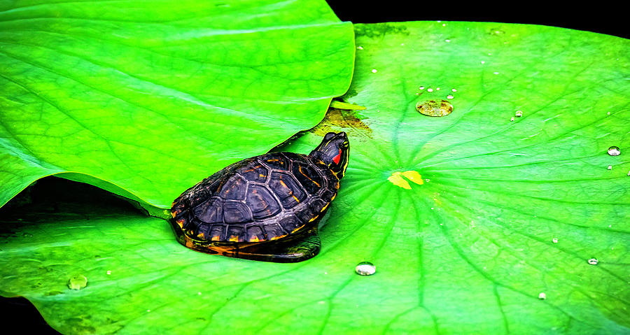 Red-eared Slider II_01 Photograph by Greg Reed