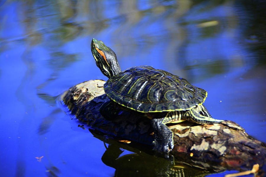 Red-eared Slider Turtle 1 Photograph by Raymond Salani III