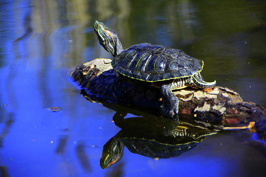 Red-eared Slider Turtle 2 Photograph by Raymond Salani III