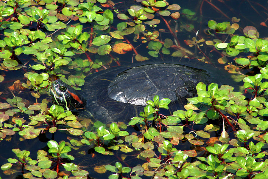 Red-Eared Slider Turtle in Ludwigia - May 2023 Photograph by Joseph A Langley Red-Eared Slider Turtle in Ludwigia - May 2023 Photograph by Joseph A Langley