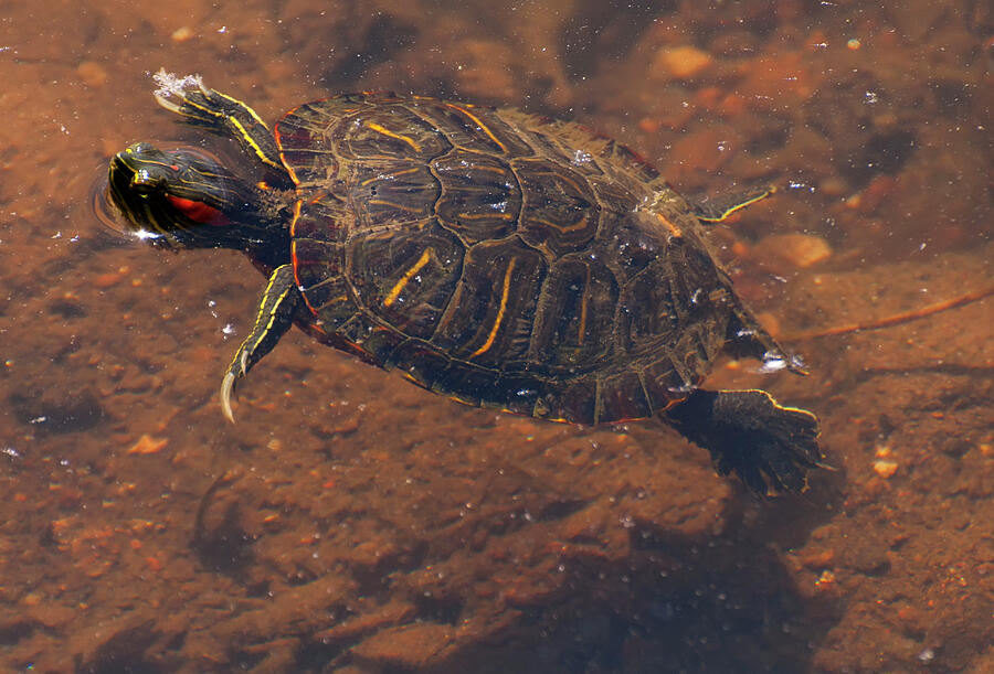 Red eared slider turtle in shallow water Photograph by Flees Photos ...