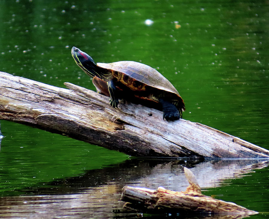 Red-eared Slider Turtle Photograph by Linda Stern