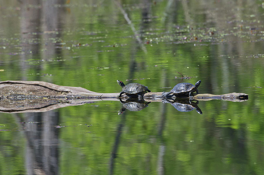 Red-eared Sliders - 8501 Photograph by Jerry Owens