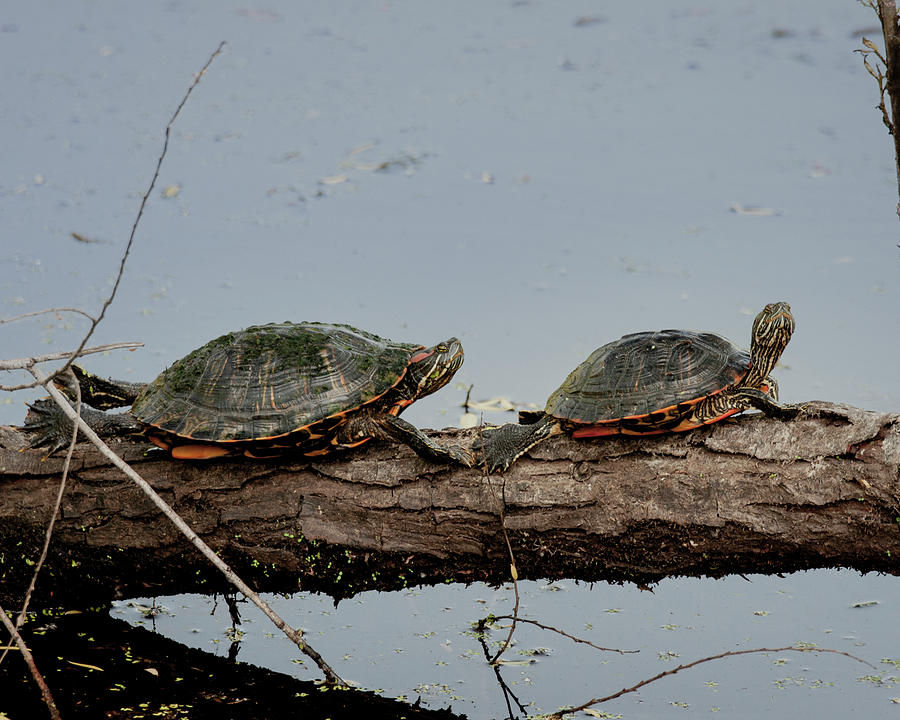 Red Eared Sliders Photograph by Betty Depee