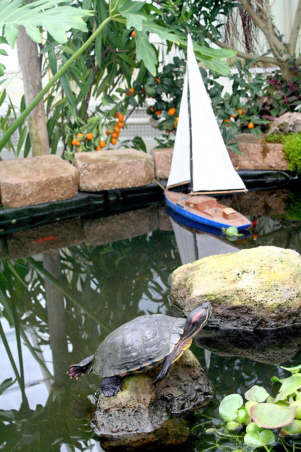 Red Eared Turtle and a Sailboat Photograph by Masha Batkova