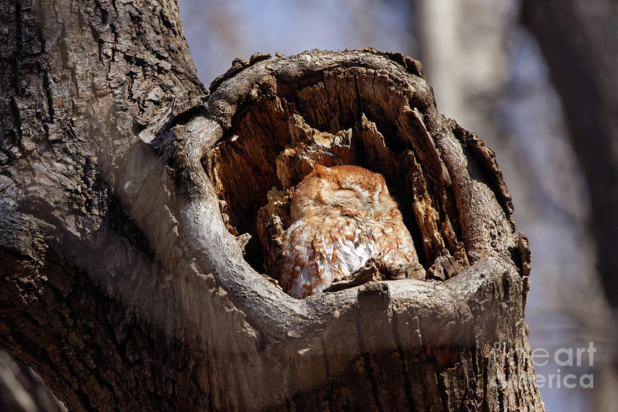 Red Eastern Screech Owl 2 Photograph by Natural Focal Point Photography