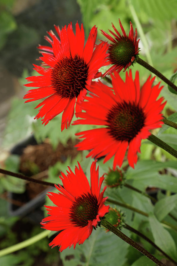 Red Echinacea Flowers Photograph