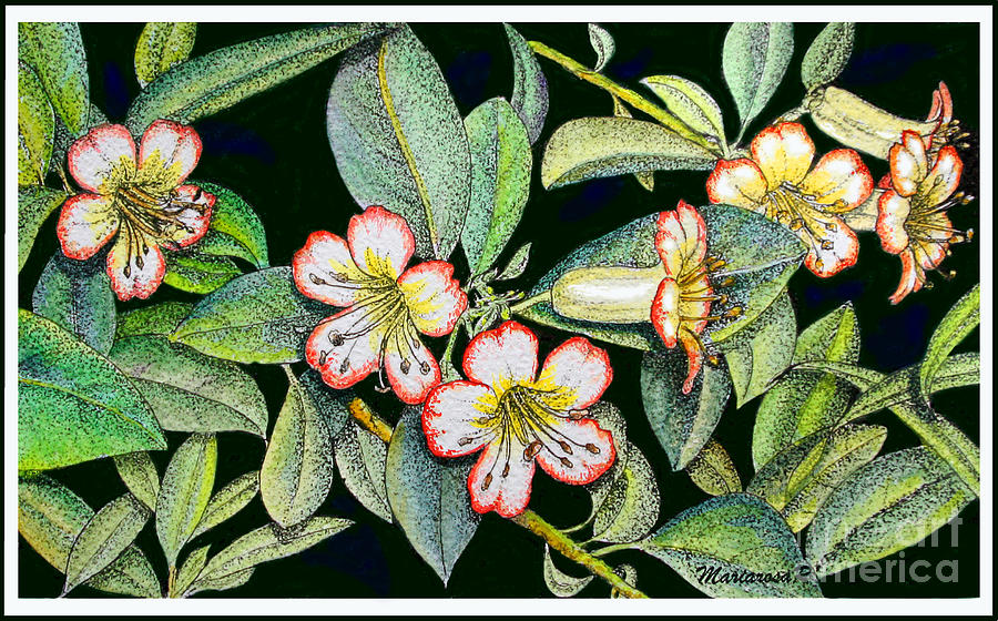 Red-edged White Flowers Drawing by Mariarosa Rockefeller