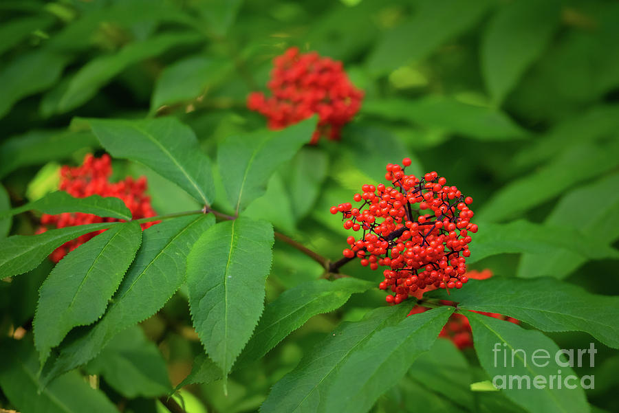 Summer Photograph - Red Elderberry in August by Nancy Gleason