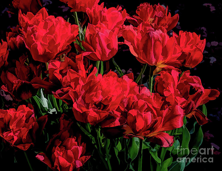 Red Emperor Tulips painted Photograph by Diana Mary Sharpton