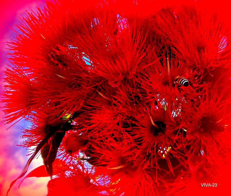 Red  Eucalyptus  And  Bee Photograph by VIVA Anderson