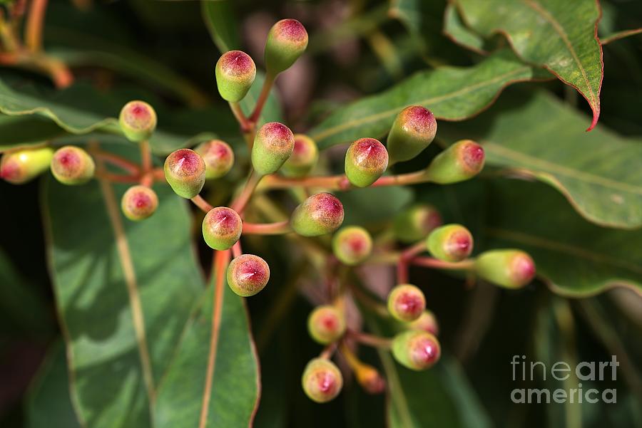 Nature Photograph - Red Eucalyptus Flower Buds by Joy Watson