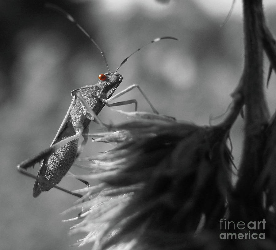 Insects Photograph - Red Eye by Martha Ayotte