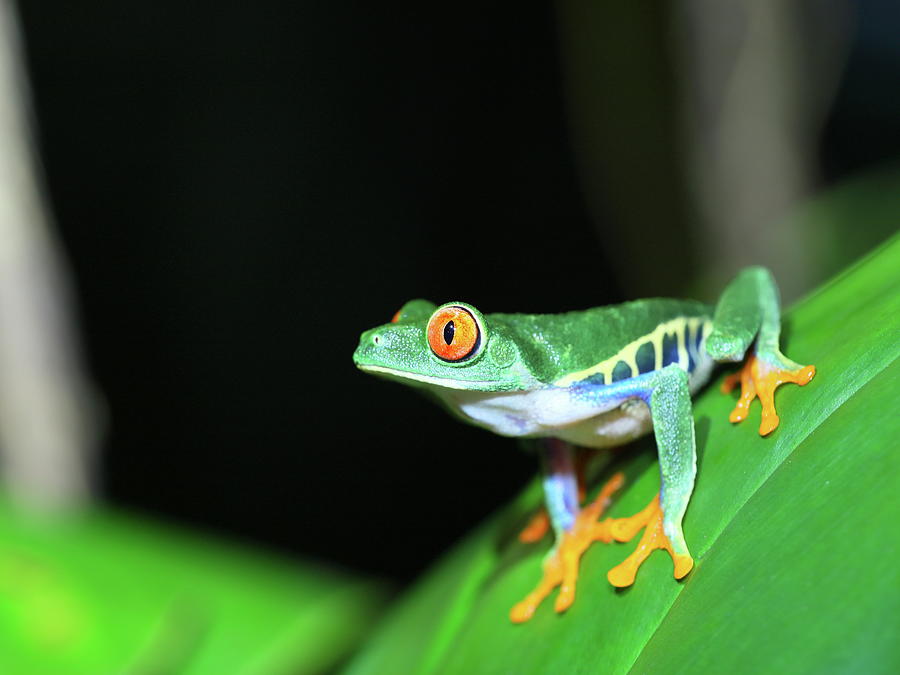 Red eye tree frog in the forest Photograph by Alex Nikitsin - Pixels