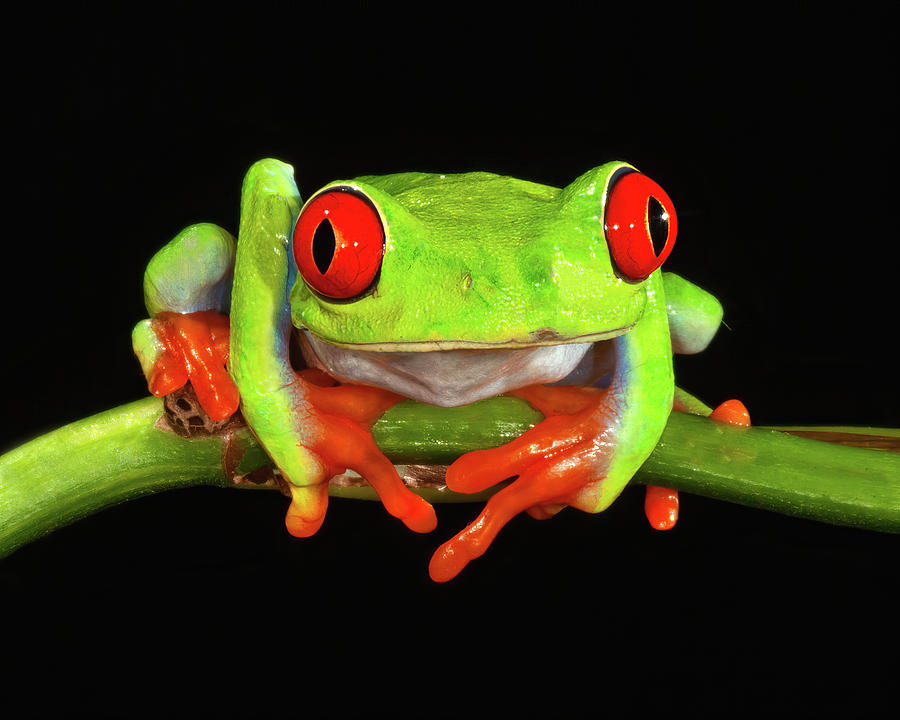 Red Eye Tree Frog out on a Limb Photograph by Jerry Fornarotto