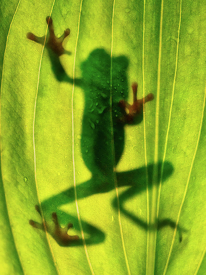 Tree Frog Silhouette