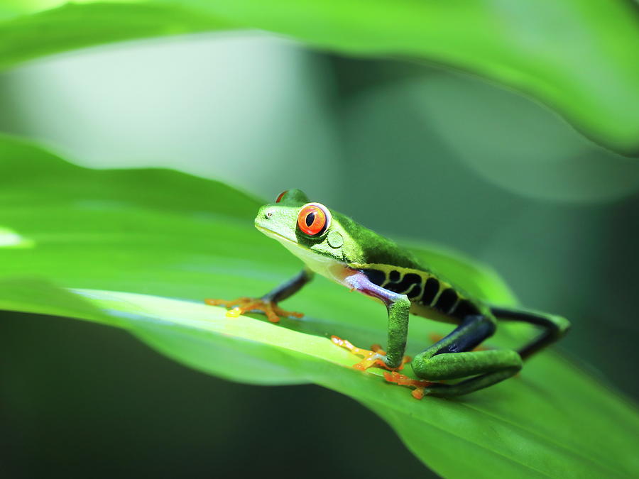 Red eye tree frog7 Photograph by Alex Nikitsin - Fine Art America