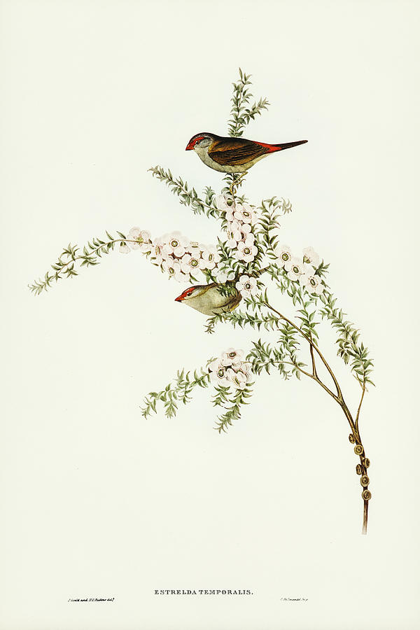 John Gould Drawing - Red-eyebrowed Finch, Estrelda temporalis by John Gould