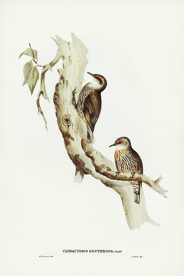 John Gould Drawing - Red-eyebrowed Tree-Creeper, Climacteris crythrops by John Gould
