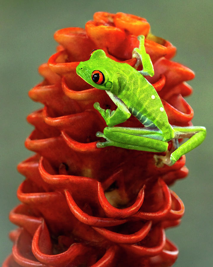 Red-eyed Climber Photograph by Art Cole