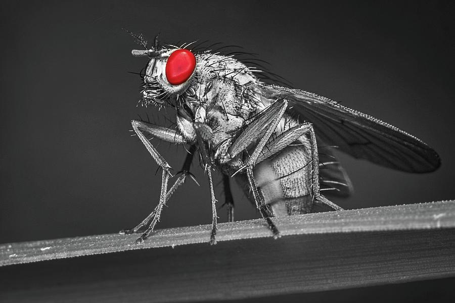 Red-eyed Fly Photograph by Ally White