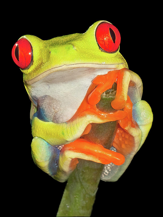 Red Eyed Frog No 4 Photograph by Jerry Fornarotto
