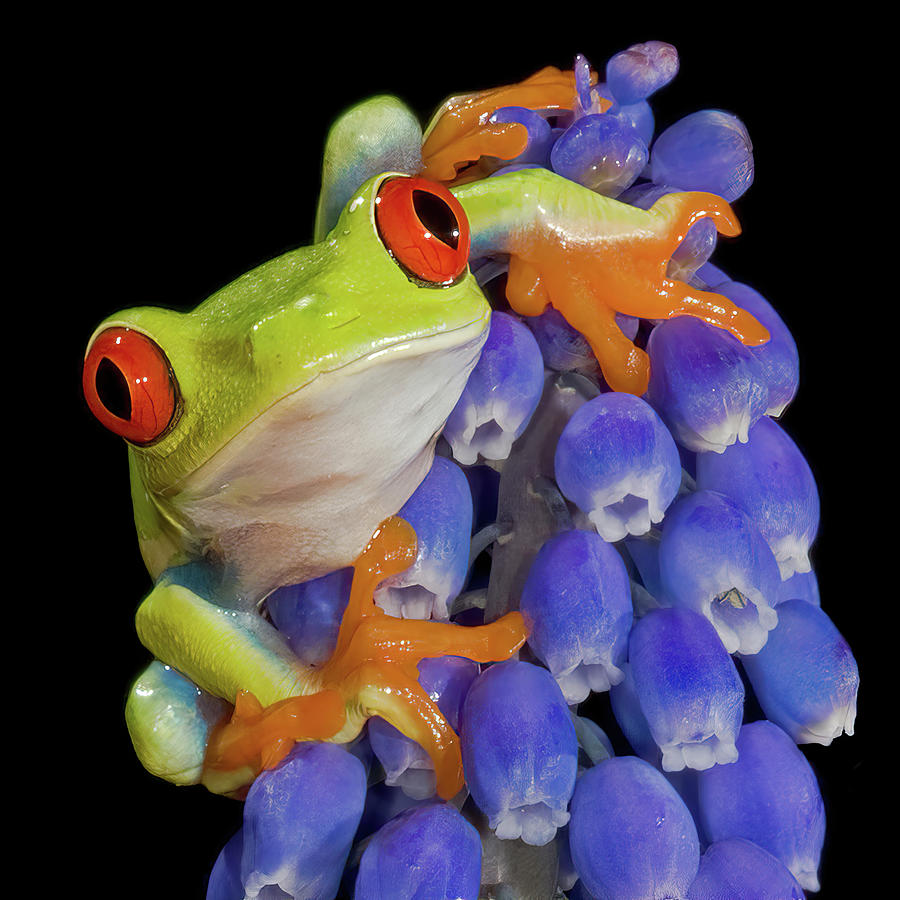 Red Eyed Frog on Flower Square Photograph by Jerry Fornarotto
