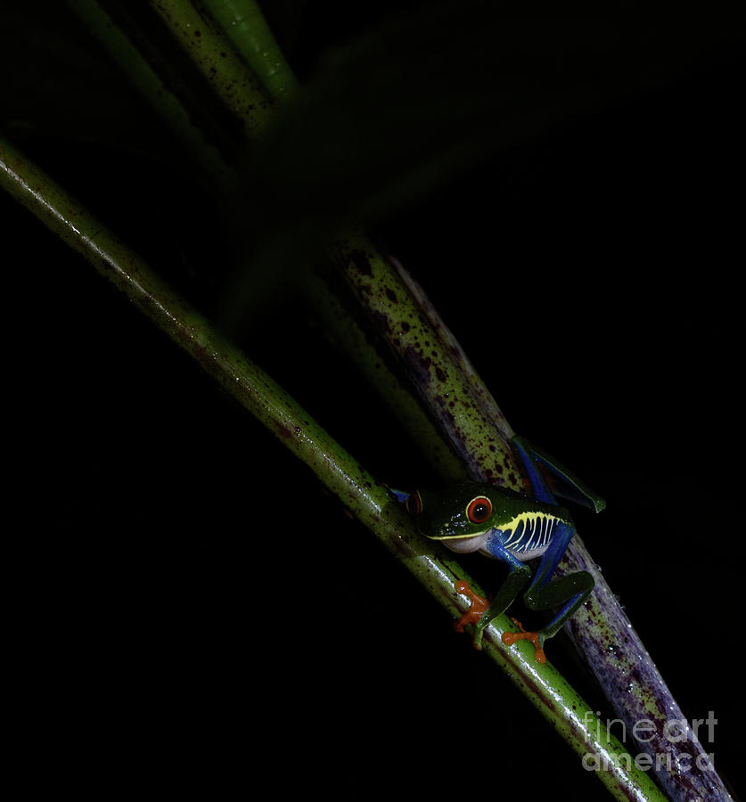 Red-eyed Green Tree Frog Photograph by Patrick Nowotny