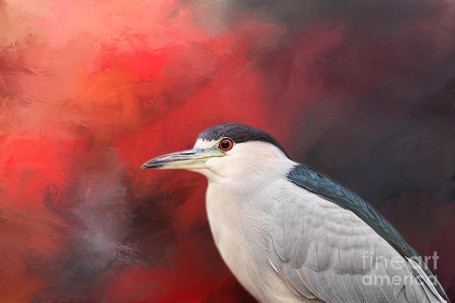 Heron Mixed Media - Red Eyed Night Heron One by Elisabeth Lucas