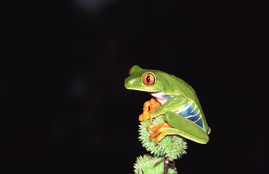 Red-eyed Tree Frog , Costa Rica Photograph by Comstock Images